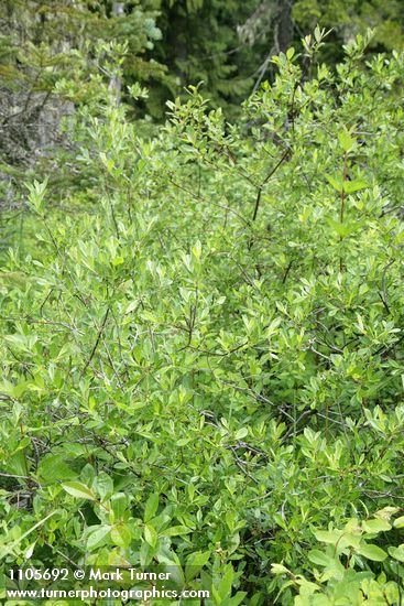 Salix pedicellaris