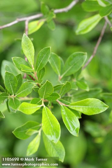 Salix pedicellaris
