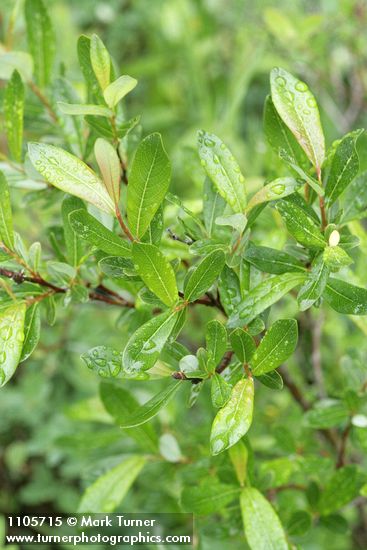 Salix pedicellaris