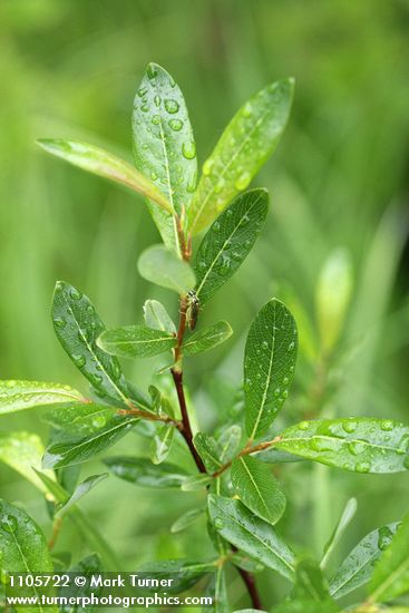 Salix pedicellaris
