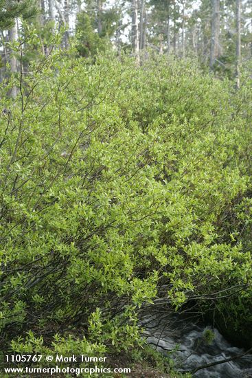 Salix boothii