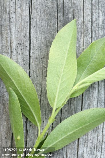 Salix boothii