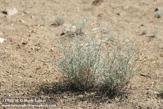 Pleiacanthus spinosus