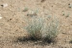 Thorn Skeletonweed