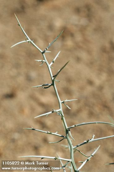 Pleiacanthus spinosus