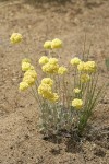 Cushion Buckwheat