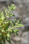 Desert Sweet foliage w/ butterfly