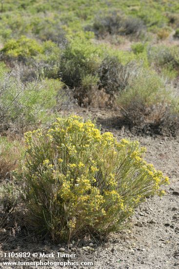 Tetradymia glabrata