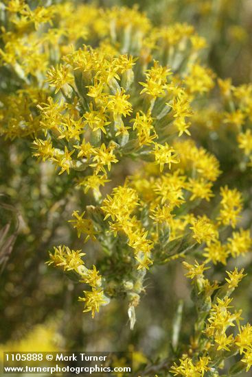 Tetradymia glabrata