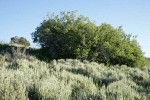 Yellow Willow