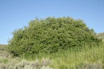 Yellow Willow