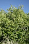 Yellow Willow
