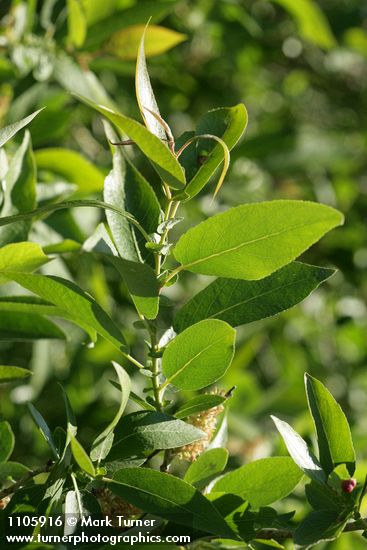 Salix lutea