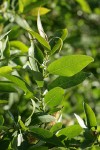 Yellow Willow foliage detail