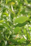 Yellow Willow foliage detail