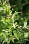 Yellow Willow foliage