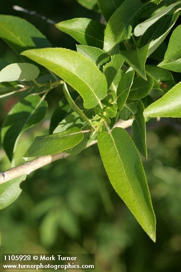Salix lutea