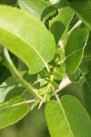 Yellow Willow foliage & stipules extreme detail