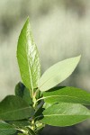 Yellow Willow foliage detail
