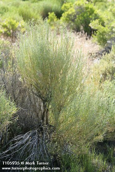 Ericameria nauseosa