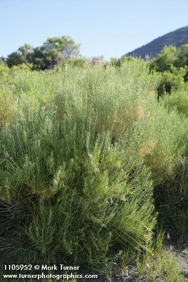 Ericameria nauseosa