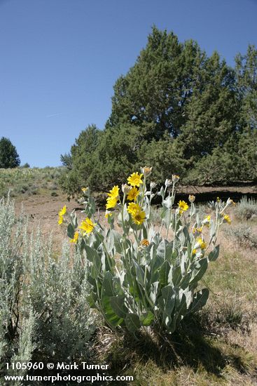 Wyethia mollis