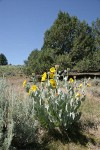 Woolly Mule's Ears w/ Juniper bkgnd