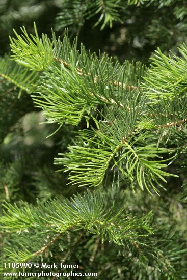 Abies concolor