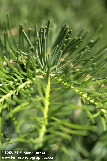 Abies concolor