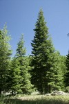 White Fir