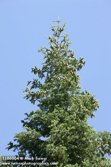 Abies concolor