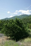 English Elm