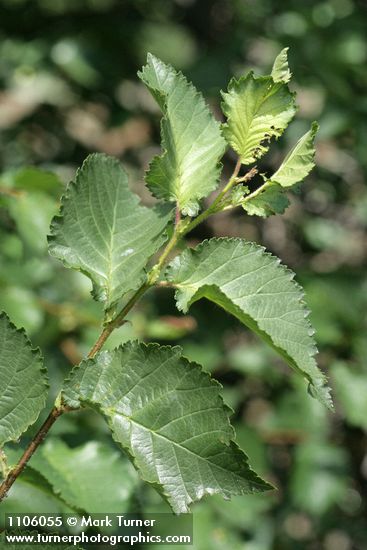 Ulmus procera