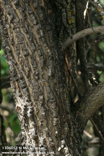 Ulmus procera