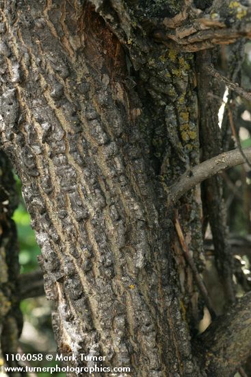 Ulmus procera