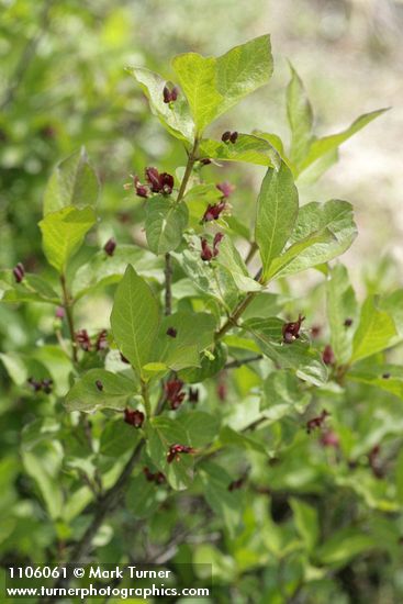 Lonicera conjugialis