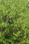 Mountain Willow (female)