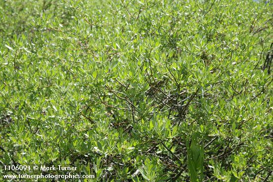 Salix eastwoodiae