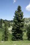 Shasta Red Fir