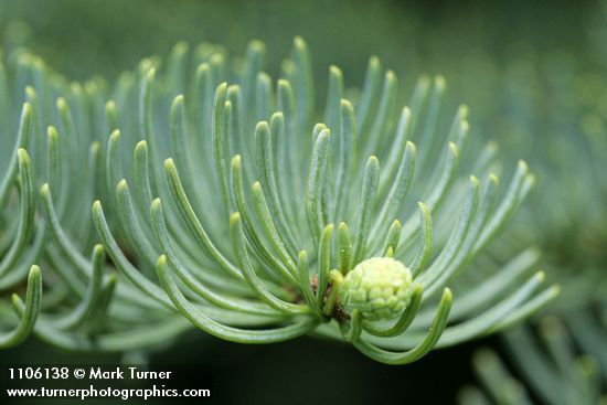 Abies ×shastensis