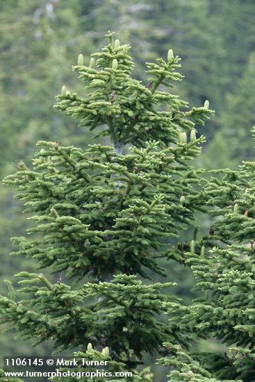 Abies ×shastensis