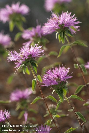 Monardella siskiyouensis