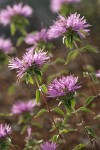 Siskiyou Monardella blossoms & bracts detail