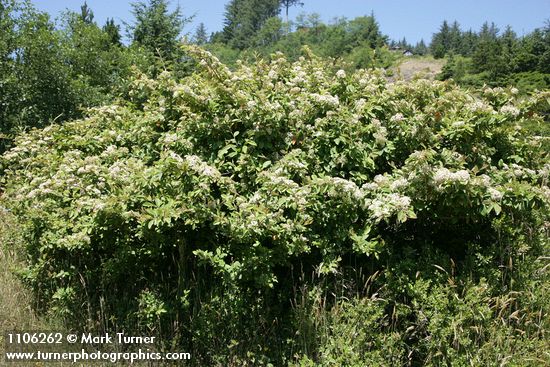 Cotoneaster lacteus