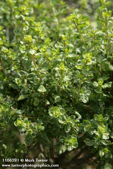 Baccharis pilularis