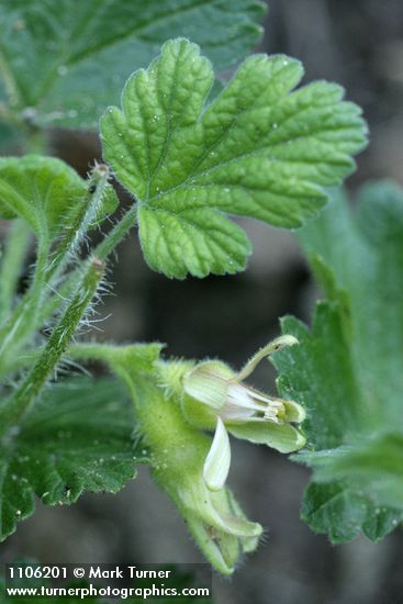Ribes binominatum