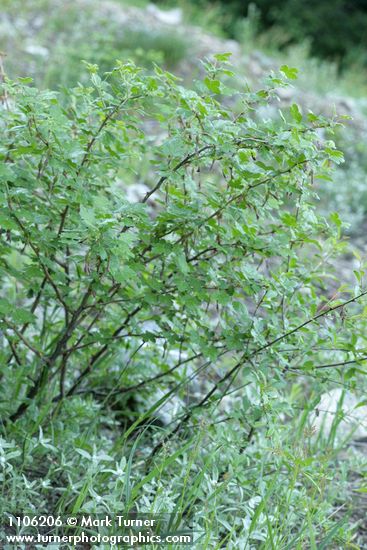 Ribes roezlii