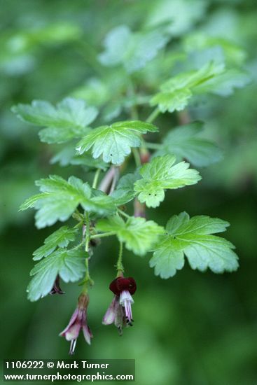 Ribes roezlii