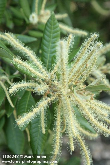 Notholithocarpus densiflorus