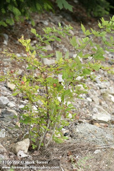Rubus leucodermis